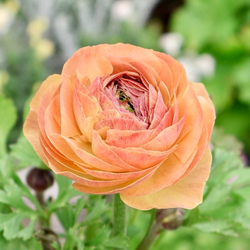 《画像の現品1点限り》2色植えでお得♪うえたさんのラナンキュラス「エトワール」26-38番　