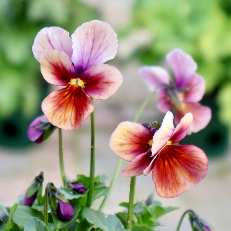 《2026年NEW画像撮影》画像の現品1点限り!!うえたビオラ「パピヨンワールド」329番 