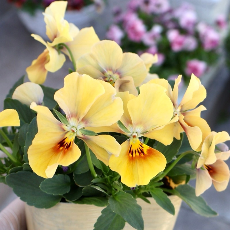 大牟田さん育種「エボルべ・オーララ」・2025年12月ごろ販売開始