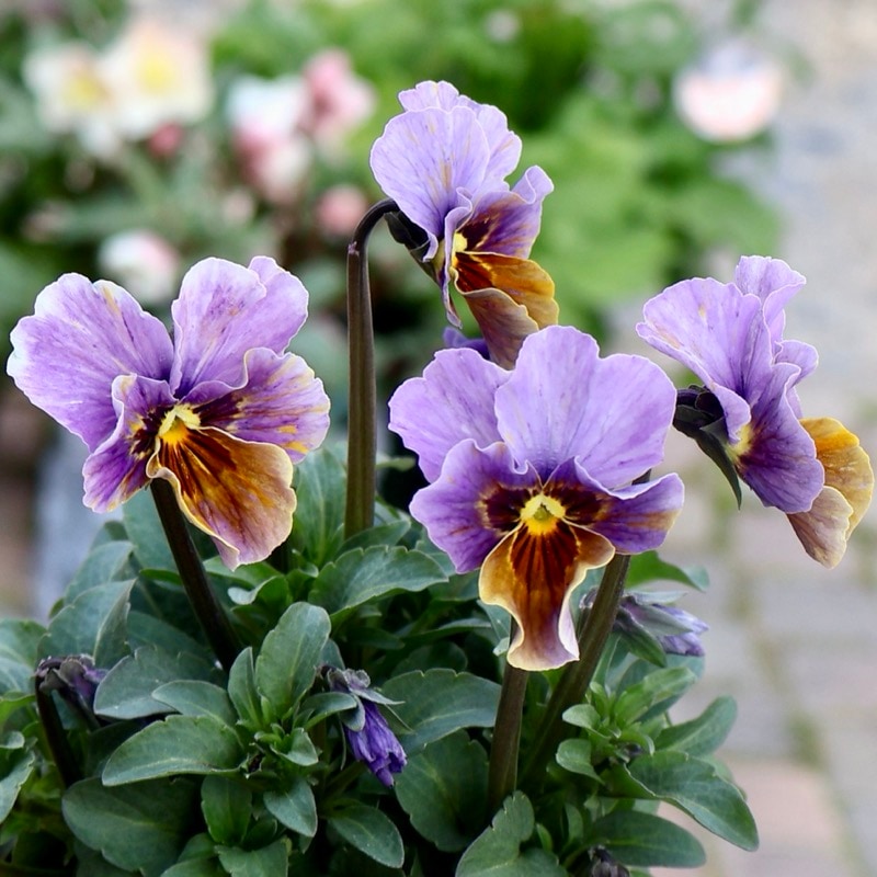 大牟田さん育種「エボルべ・ストライプ」・2025年12月ごろ販売開始