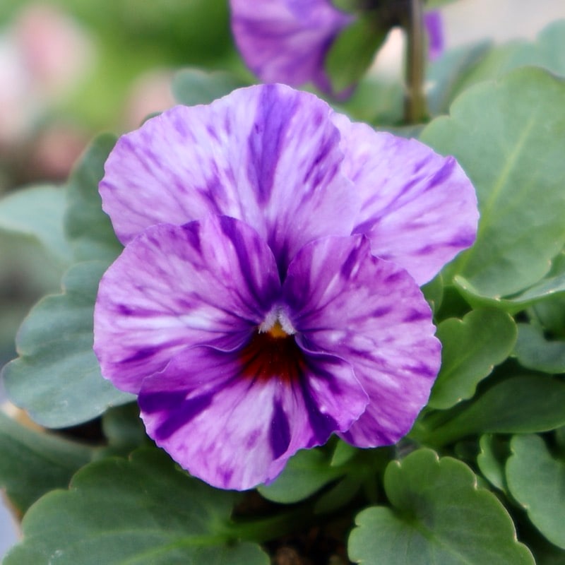 大牟田さん育種「エボルべ・ストライプ」・2025年12月ごろ販売開始