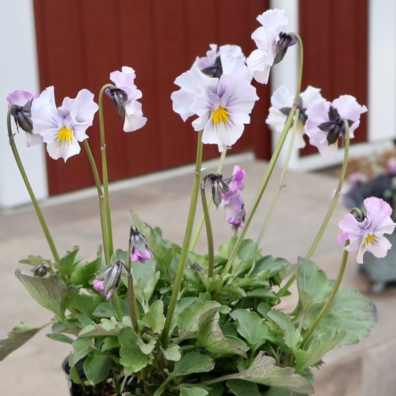 画像の現品1点限り☆吉村さんの花首の長いビオラ「ブローイン