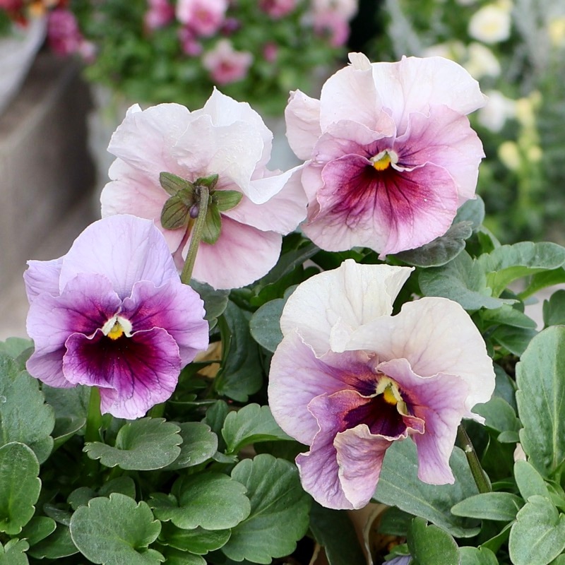 《画像の現品いずれか》大牟田さん生産★ROKA'Sビオラ「KMアンティーク」1番