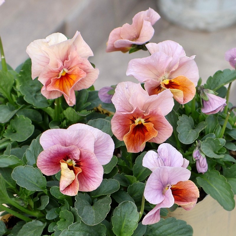 《画像の現品いずれか》大牟田さん生産★ROKA'Sビオラ「KMアンティーク」2番