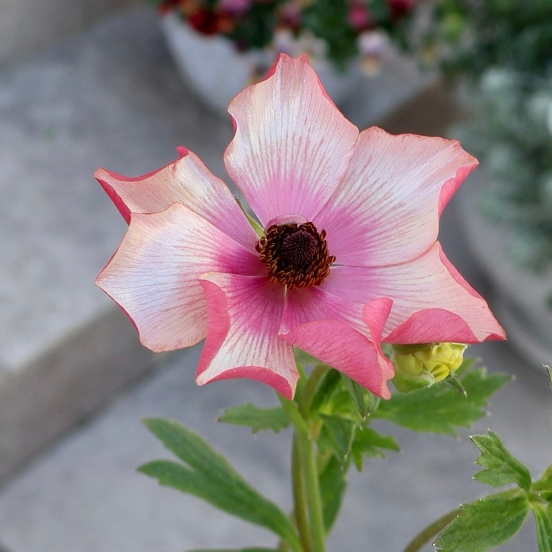 《画像の現品1点限り》ラナンキュラス・ランドセル「サラセレネ・エヴァンジェリン」(3.5号ロングポット)