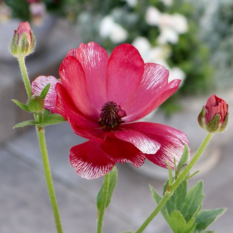 《画像の現品1点限り》ラナンキュラス・ランドセル「サラセレネ・アロピクス」(3.5号ロングポット)