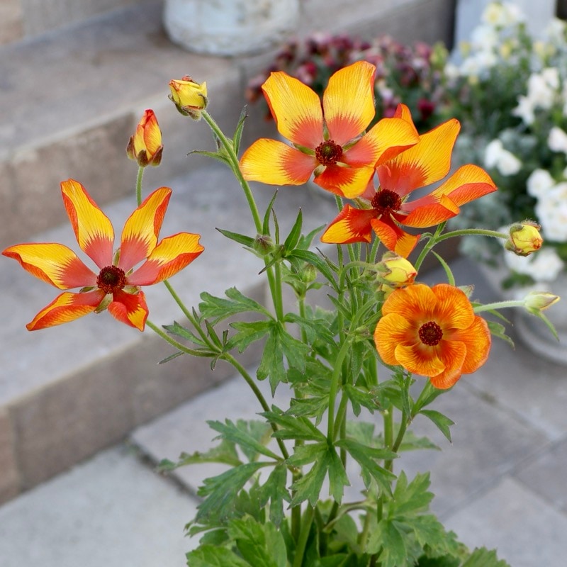 《画像の現品いずれか》ラナンキュラス・ランドセル「サラセレネ・モノケロス」(3.5号ロングポット)