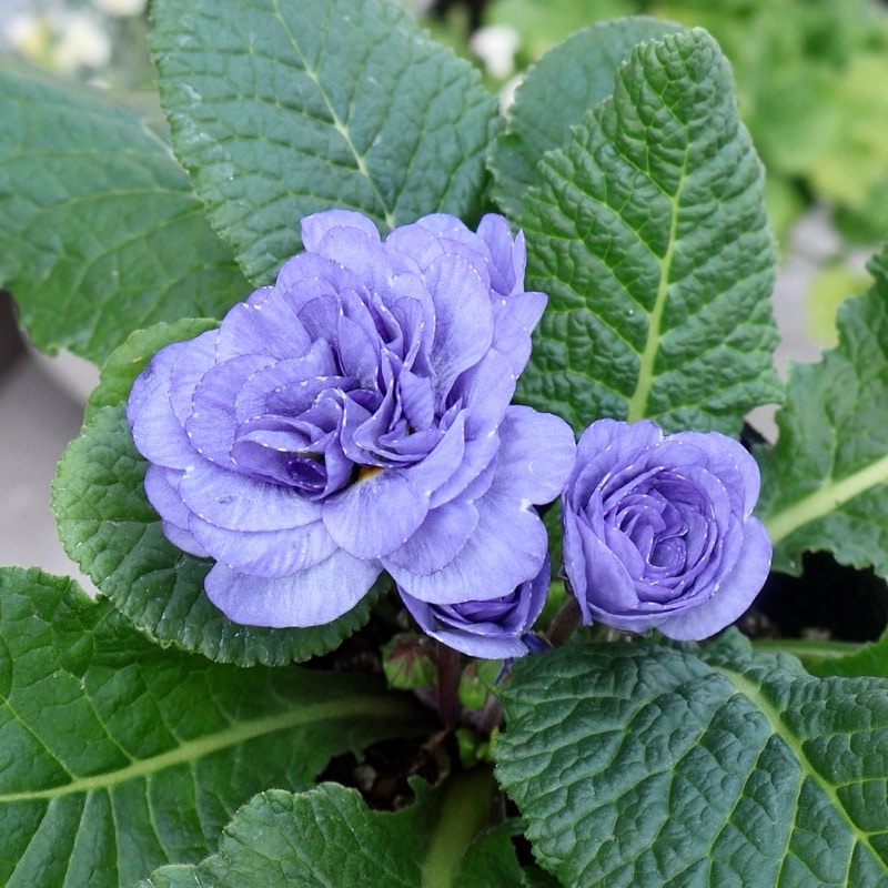 新色《画像の現品2株限り》特大の超良株☆完全八重咲きプリムラ・ベラリーナ「ウォーターカラーブルー」