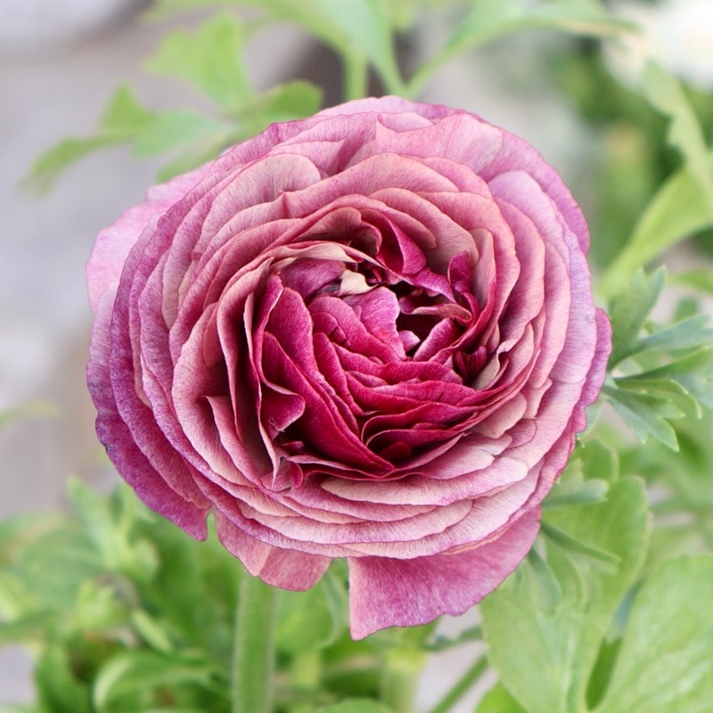 《画像の現品1点限り》2色植えでお得♪うえたさんのラナンキュラス「エトワール」26-39番　