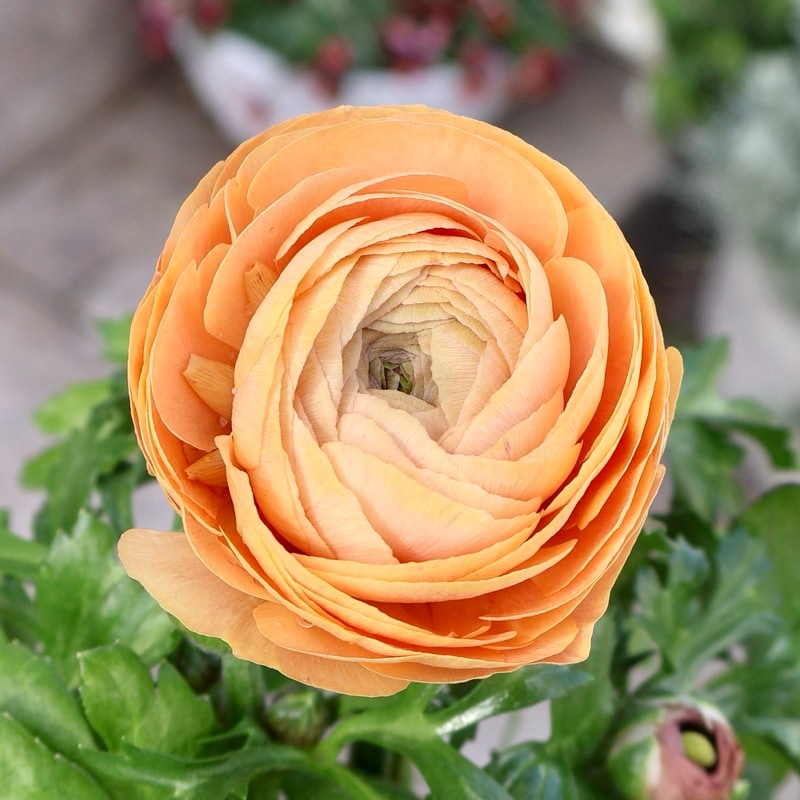 《画像の現品1点限り》2色植えでお得♪うえたさんのラナンキュラス「エトワール」26-40番　