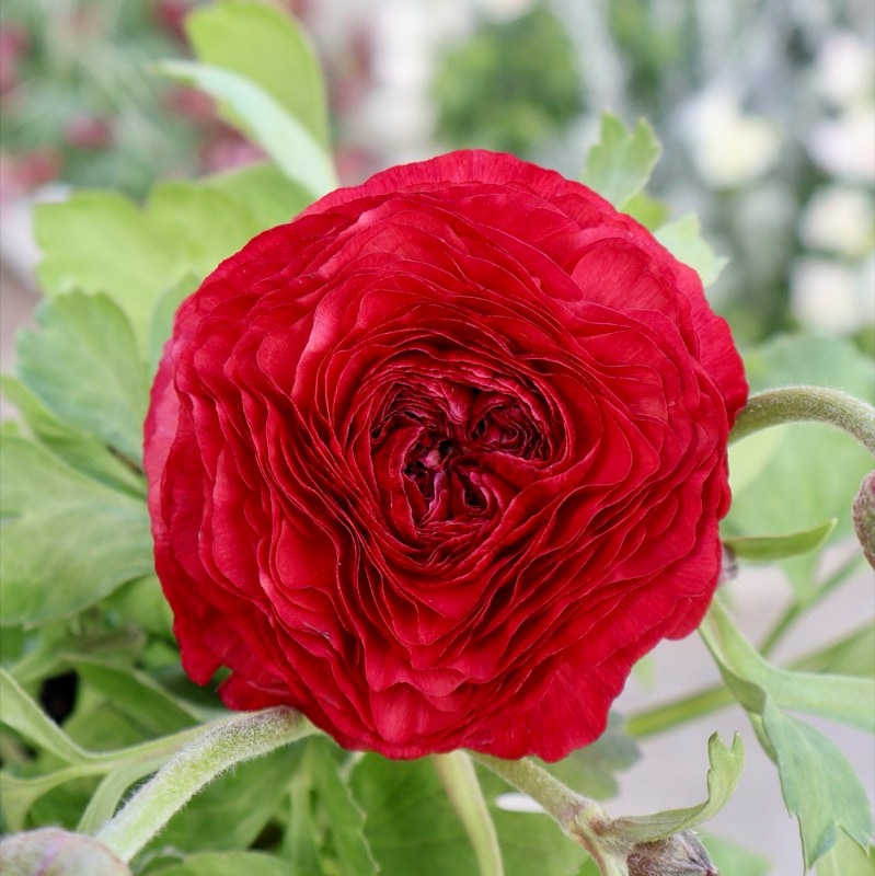 《画像の現品1点限り》2色植えでお得♪うえたさんのラナンキュラス「エトワール」26-41番　