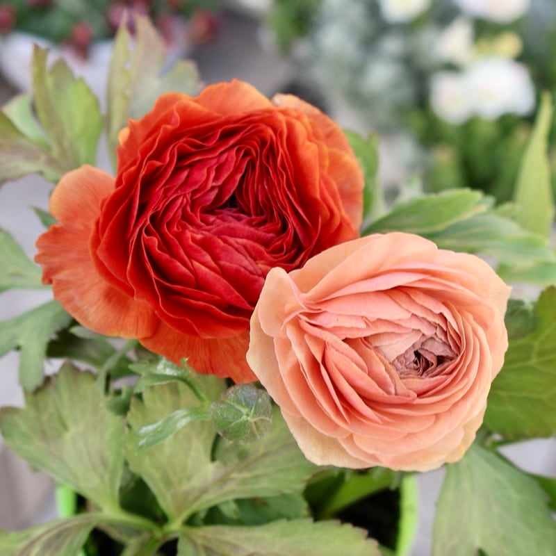 《画像の現品1点限り》2色植えでお得♪うえたさんのラナンキュラス「エトワール」26-42番　