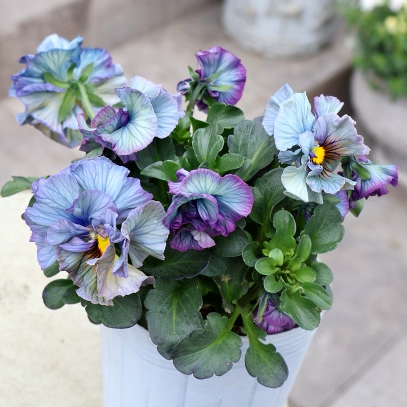 桂楓園さん育種「フェデネージュ・クレープ」・～風散歩～