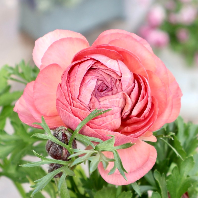 《画像の現品1点限り》2色植えでお得♪うえたさんのラナンキュラス「エトワール」26-43番　