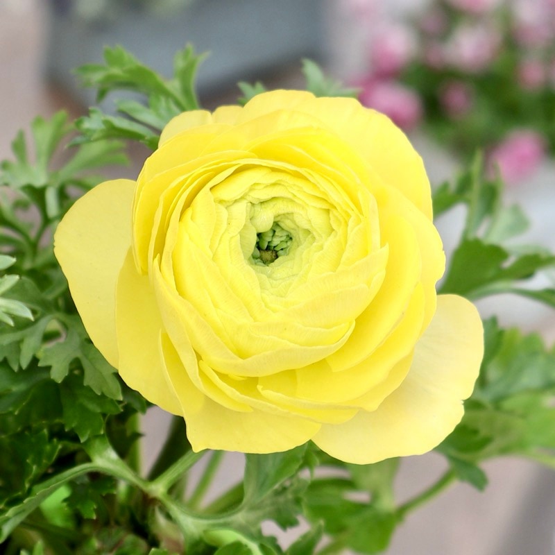 《画像の現品1点限り》2色植えでお得♪うえたさんのラナンキュラス「エトワール」26-44番　