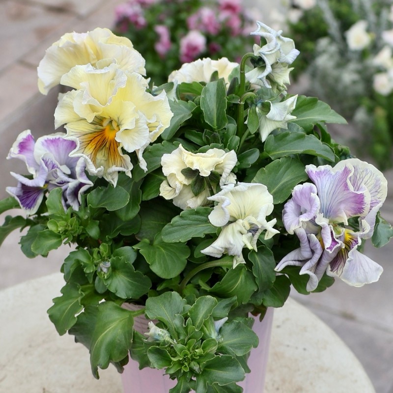 Rガーデンさん育種「フルール」・～風散歩～