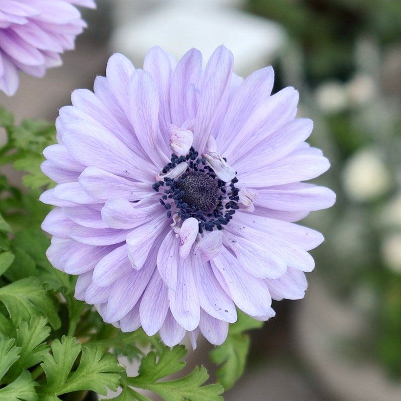 《画像の現品1点限り》2年生株のプレミアム八重咲きアネモネ「パンドラ」68番