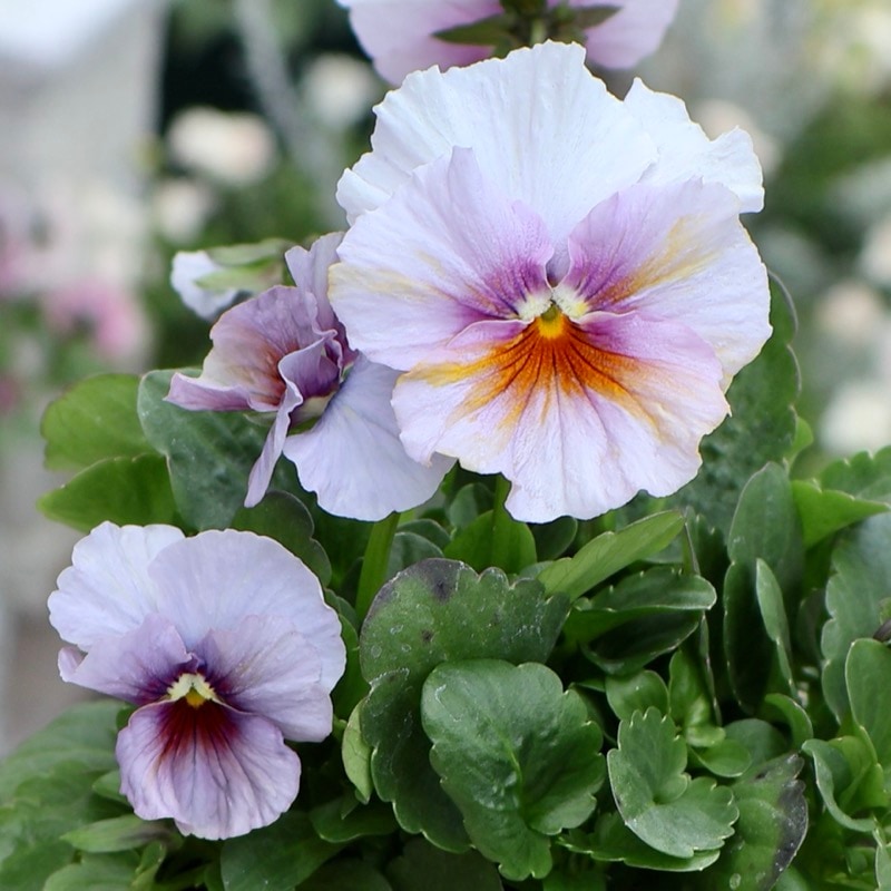 大牟田さん育種「エボルべ・ストライプ」・2025年12月ごろ販売開始