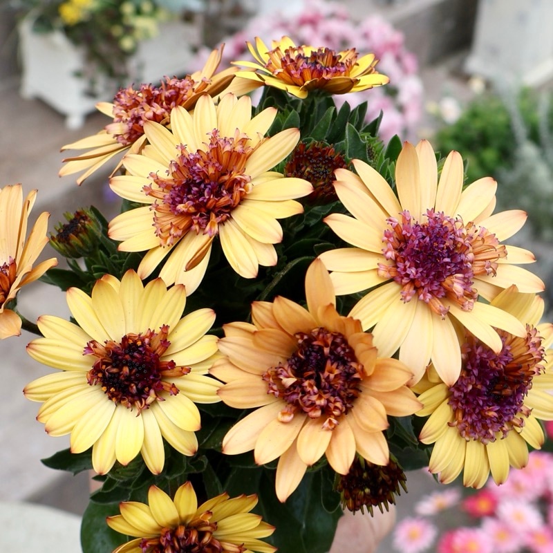 《2026年NEW試験品種》八重咲きオステオスペルマム・ボンドガール「キャラメルマキアート」(3.5号ポット)