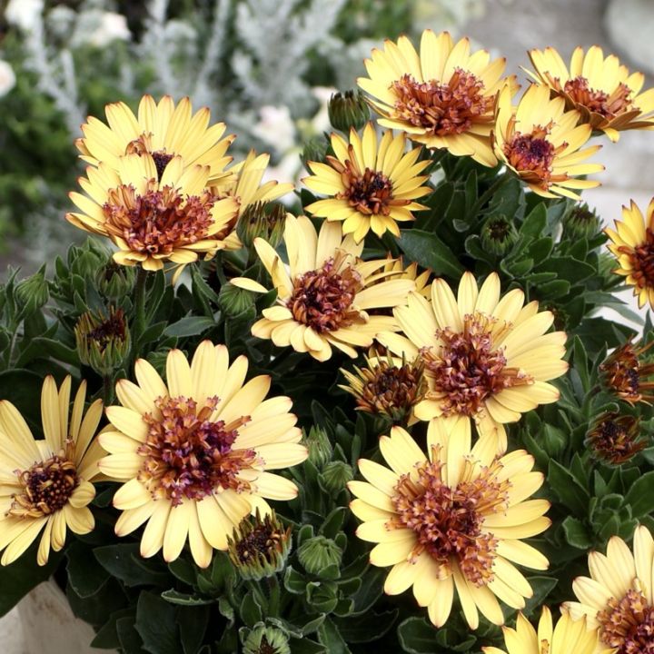 《2026年NEW試験品種》八重咲きオステオスペルマム・ボンドガール「キャラメルマキアート」