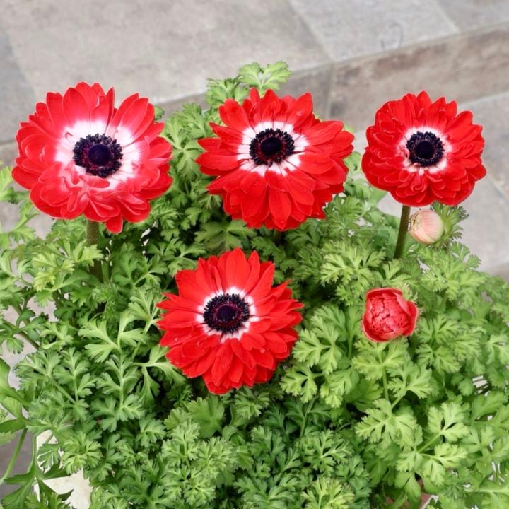 お買得♪《画像の現品いずれか》驚きの特大2年生株★広原園さんオリジナル八重咲きアネモネ・1番