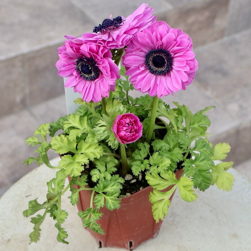 純粋な美人ピンク♪《画像の現品いずれか》驚きの特大2年生株★広原園さんオリジナル八重咲きアネモネ・2番