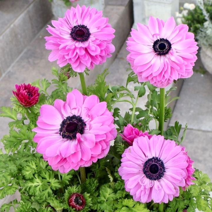 純粋な美人ピンク♪《画像の現品いずれか》驚きの特大2年生株★広原園さんオリジナル八重咲きアネモネ・2番