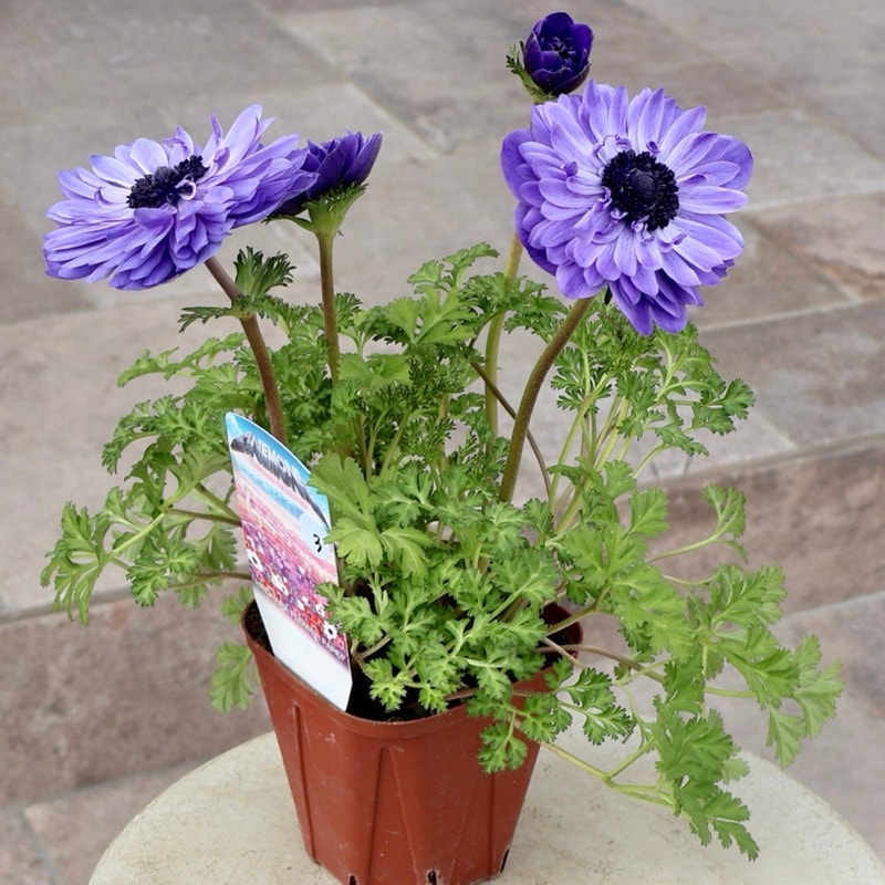 このブルーも綺麗♪《画像と同等品》驚きの特大2年生株★広原園さんオリジナル八重咲きアネモネ・3番