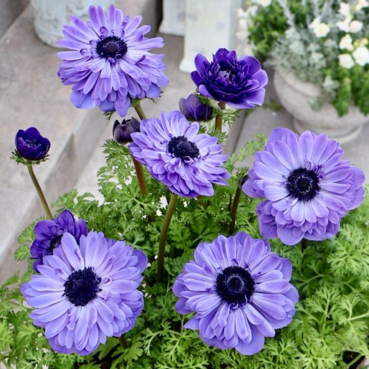 このブルーも綺麗♪《画像の現品いずれか》驚きの特大2年生株★広原園さんオリジナル八重咲きアネモネ・3番