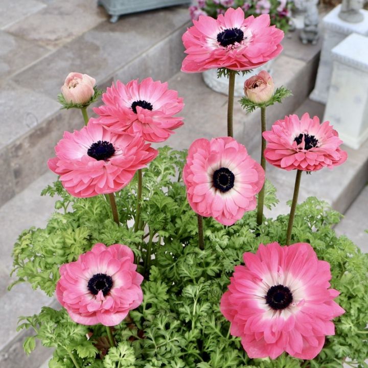 可愛さNo.1♪《画像の現品いずれか》驚きの特大2年生株★広原園さんオリジナル八重咲きアネモネ・4番