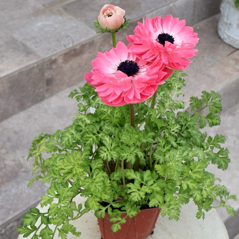 可愛さNo.1♪《画像と同等品》驚きの特大2年生株★広原園さんオリジナル八重咲きアネモネ・4番