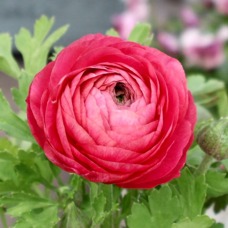 《画像の現品1点限り》2色植えでお得♪うえたさんのラナンキュラス「エトワール」26-46番　