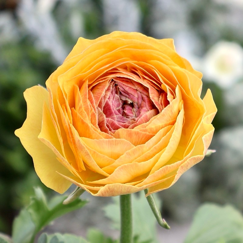 《画像の現品1点限り》2色植えでお得♪うえたさんのラナンキュラス「エトワール」26-47番　