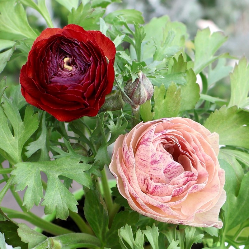 《画像の現品1点限り》2色植えでお得♪うえたさんのラナンキュラス「エトワール」26-48番　