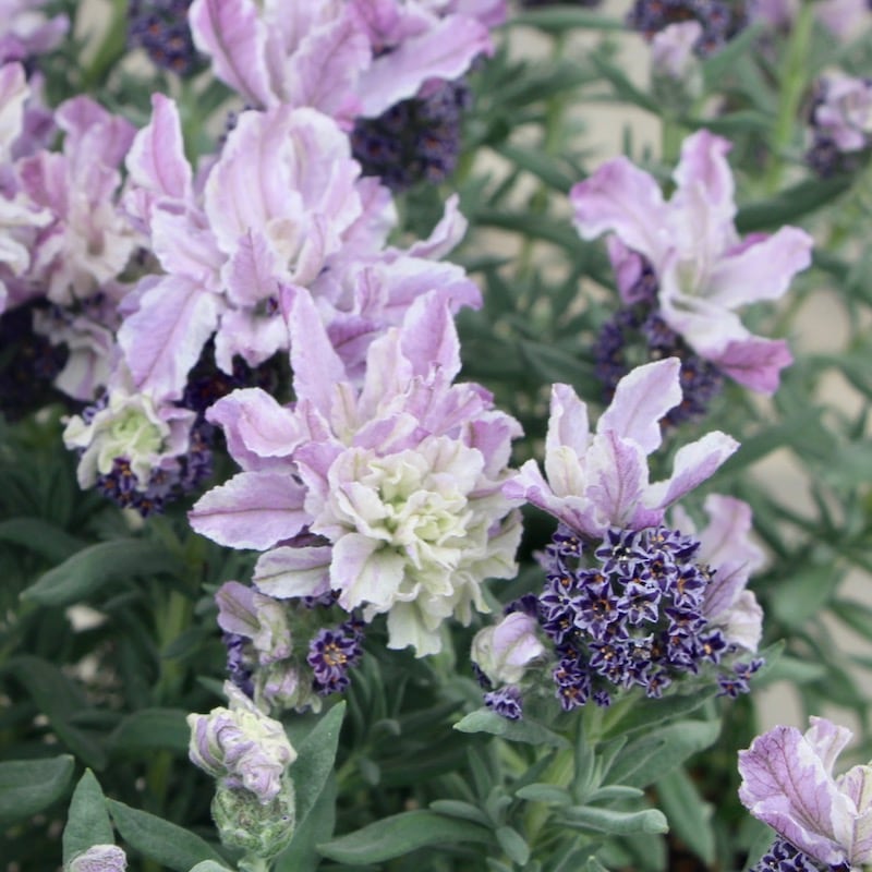 今年も遂に入荷♪綺麗☆感動☆フレンチラベンダー・マグナム「スターパープル」(3.5号ポット)