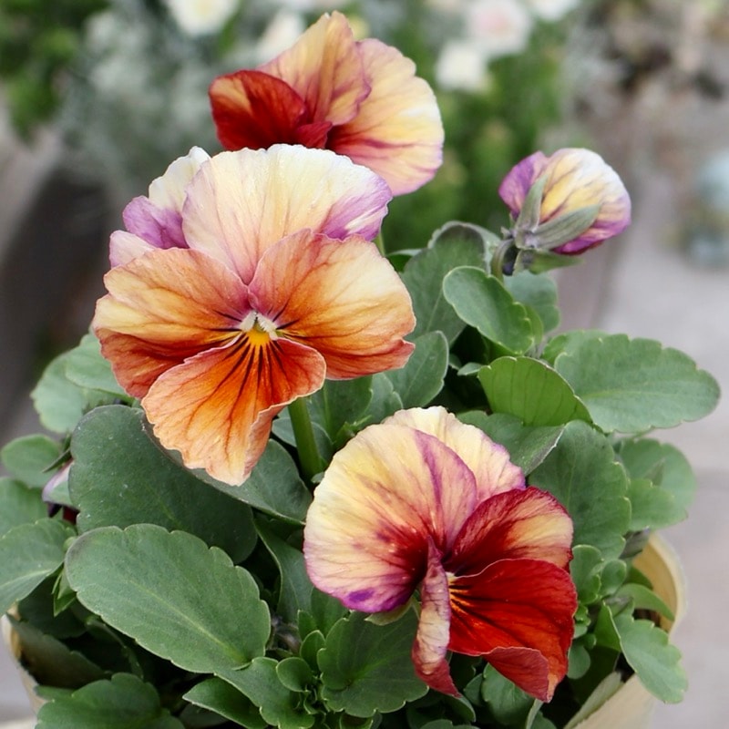 大牟田さん育種「エボルべ・ストライプ」・2025年12月ごろ販売開始