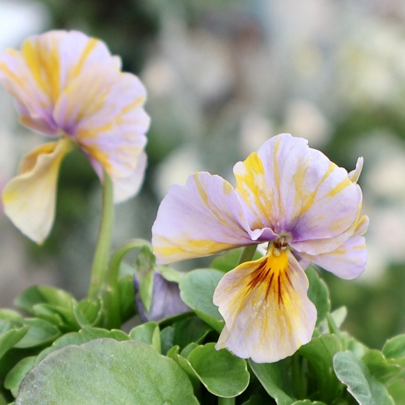 大牟田さん育種「エボルべ・ストライプ」・2025年12月ごろ販売開始