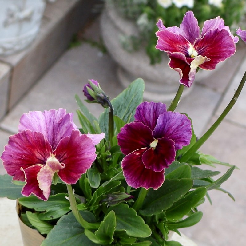 大牟田さん育種「エボルべ・ストライプ」・2025年12月ごろ販売開始