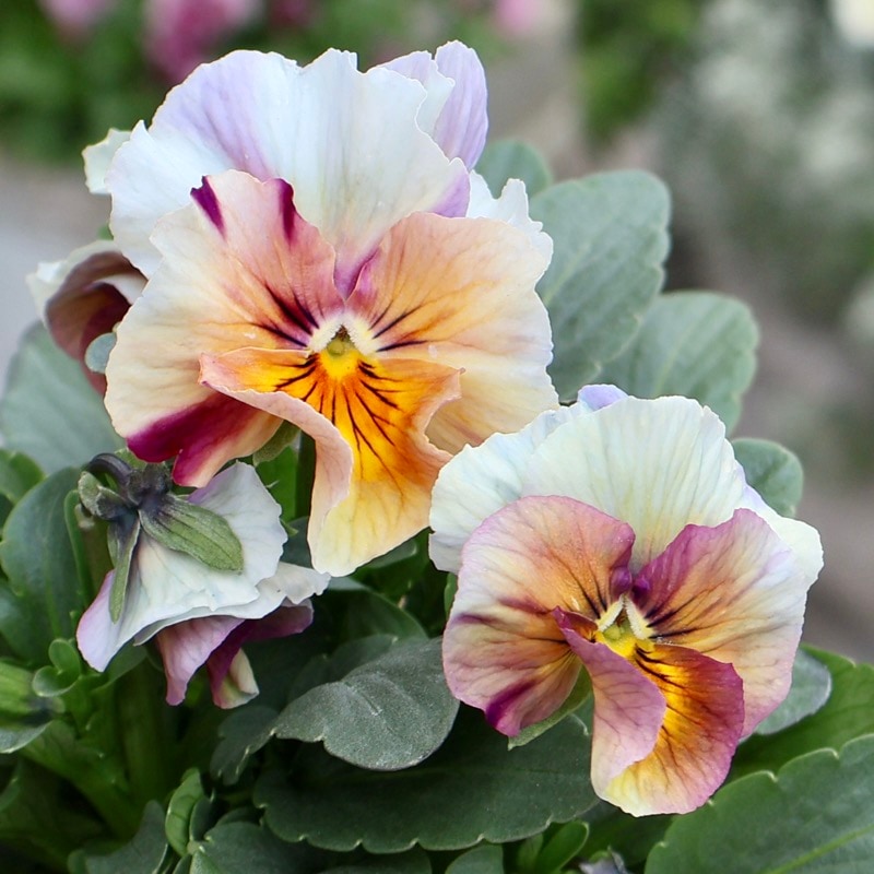 大牟田さん育種「エボルべ・ストライプ」・2025年12月ごろ販売開始