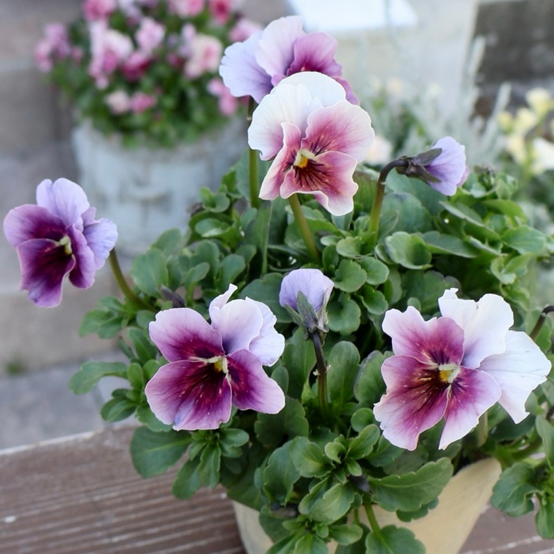 画像の現品1点限り!!アイデアルフラワー・大牟田さんのビオラevolve(エボルベ)<231番>