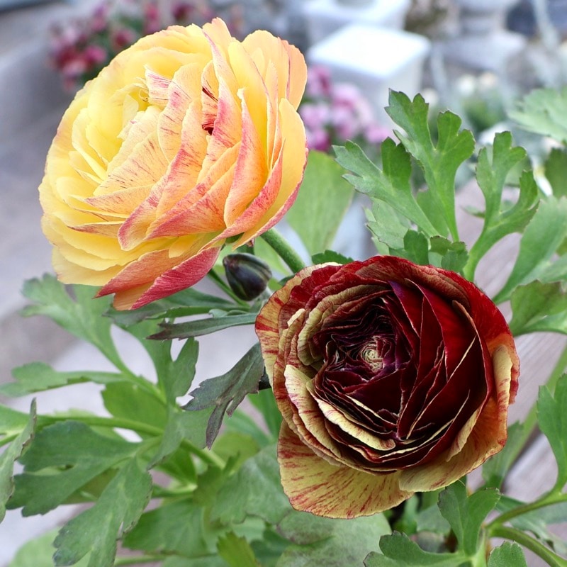 《画像の現品1点限り》2色植えでお得♪うえたさんのラナンキュラス「トワイライト・レディ」26-05番