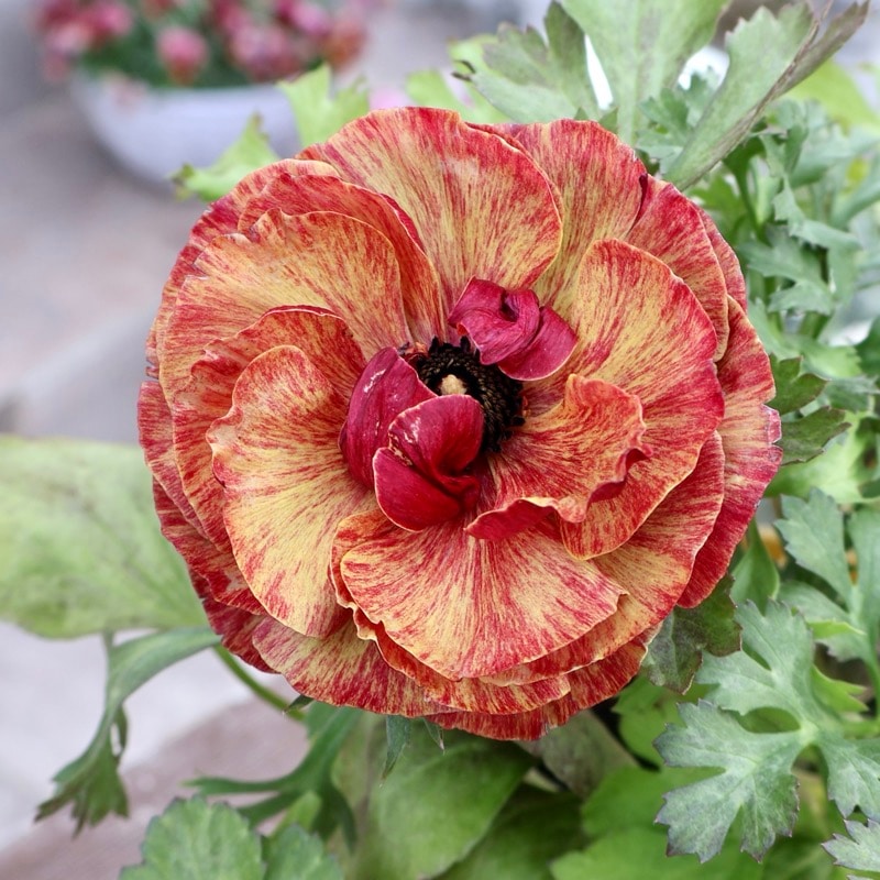 《画像の現品1点限り》2色植えでお得♪うえたさんのラナンキュラス「トワイライト・レディ」26-06番