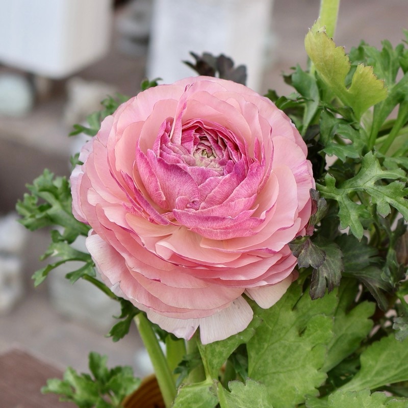 《画像の現品1点限り》2色植えでお得♪うえたさんのラナンキュラス「トワイライト・レディ」26-07番