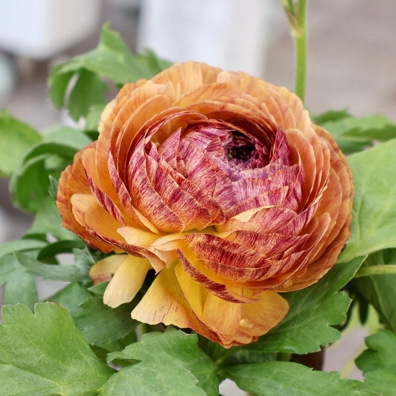 《画像の現品1点限り》2色植えでお得♪うえたさんのラナンキュラス「トワイライト・レディ」26-08番