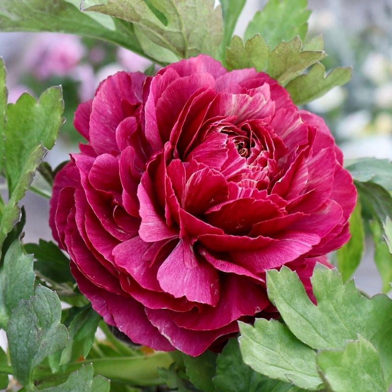 《画像の現品1点限り》2色植えでお得♪うえたさんのラナンキュラス「トワイライト・レディ」26-09番