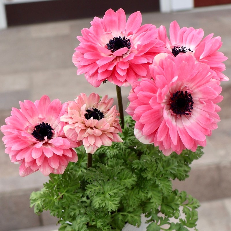 欲しい色が買える!!《画像の現品1点限り》八重咲きアネモネ「momo(もも)」6番