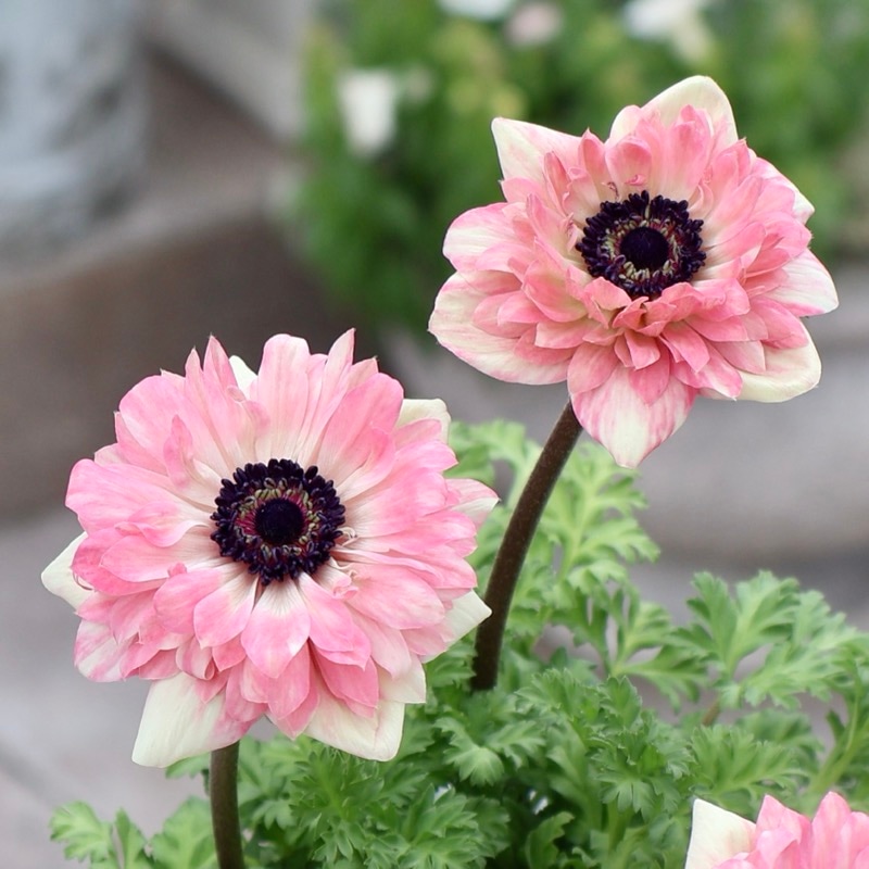 欲しい色が買える!!《画像の現品1点限り》八重咲きアネモネ「momo(もも)」7番