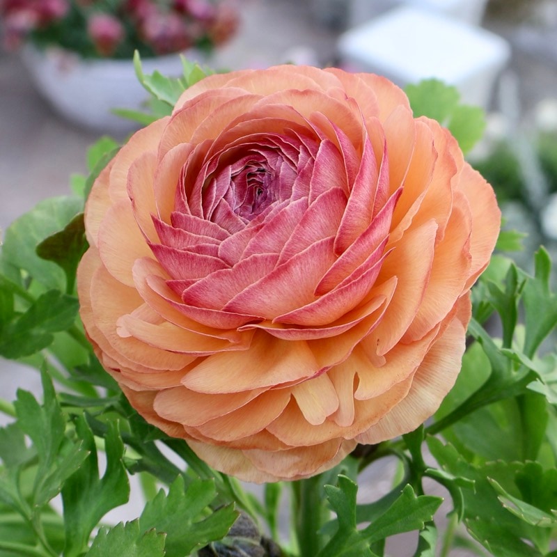 《画像の現品1点限り》2色植えでお得♪うえたさんのラナンキュラス「エトワール」26-49番　