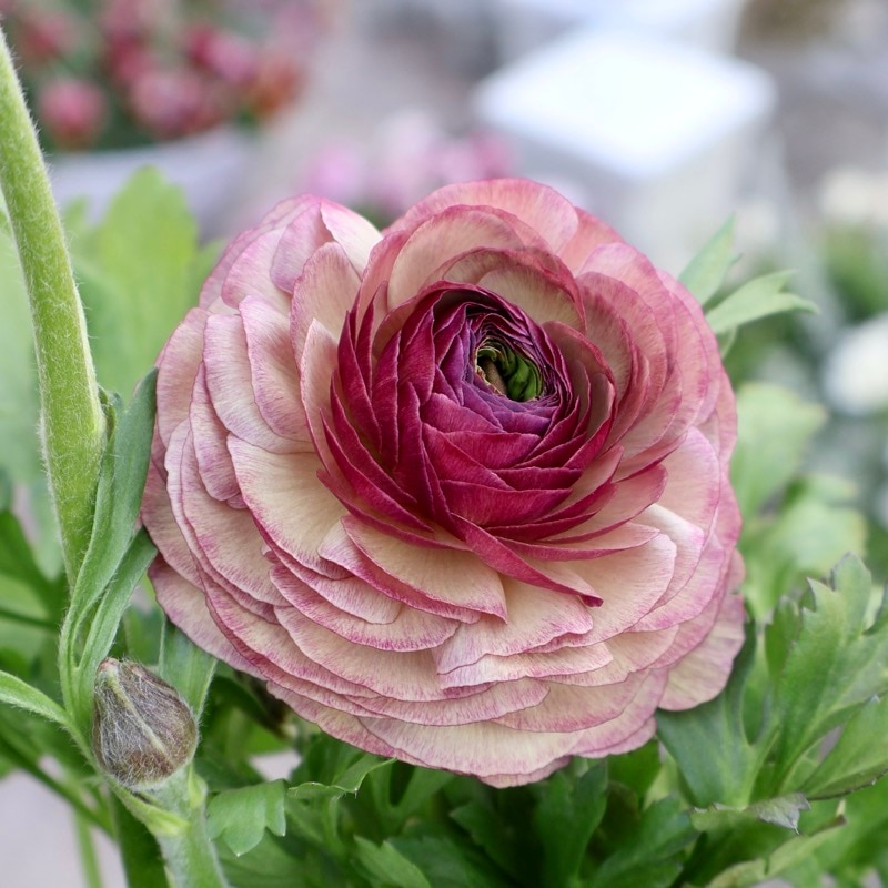 《画像の現品1点限り》2色植えでお得♪うえたさんのラナンキュラス「エトワール」26-50番　