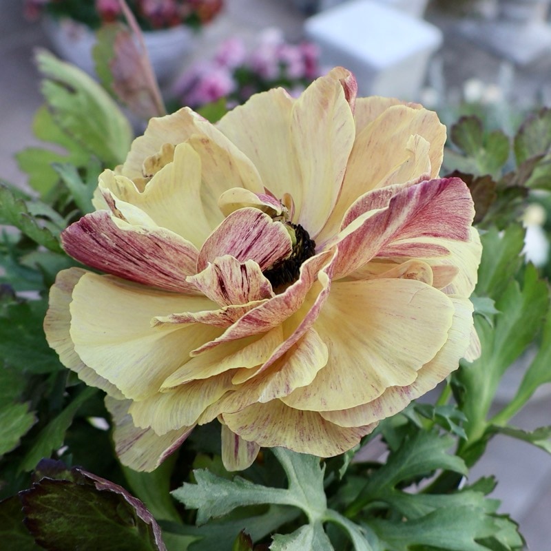 《画像の現品1点限り》2色植えでお得♪うえたさんのラナンキュラス「トワイライト・レディ」26-10番